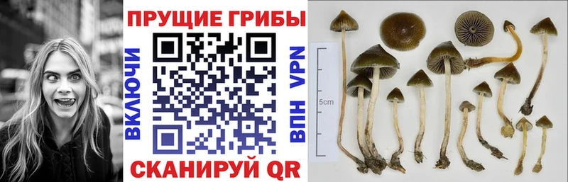 Псилоцибиновые грибы GOLDEN TEACHER Шиханы